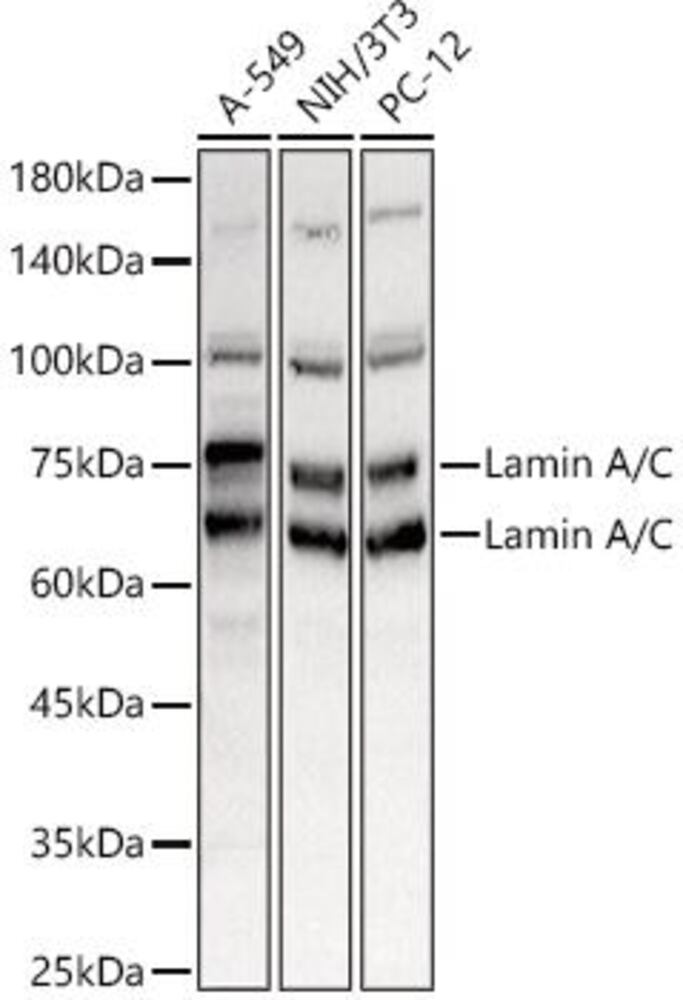 3E34.1, Antibodies.Com