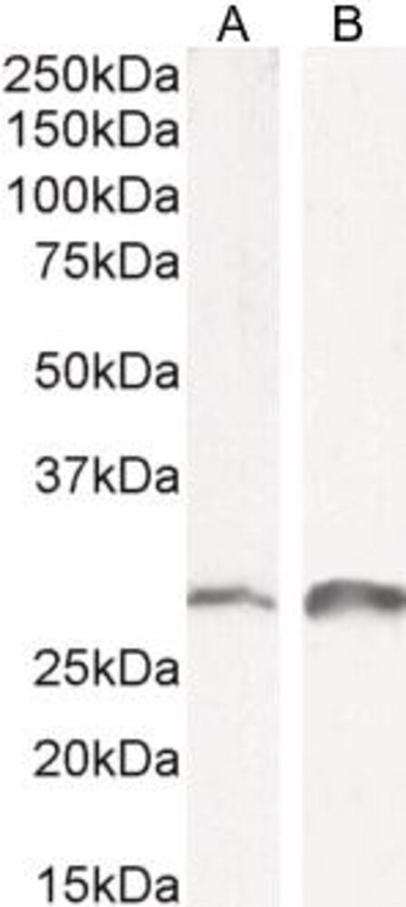 3E36.1, Antibodies.Com