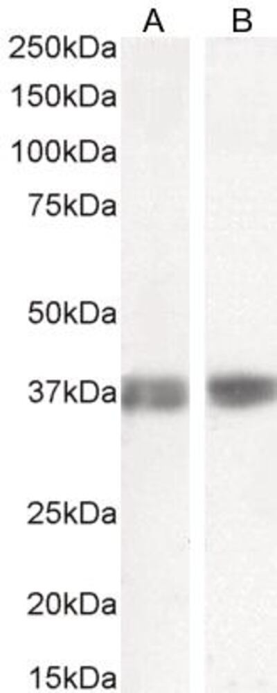 3E37.1, Antibodies.Com