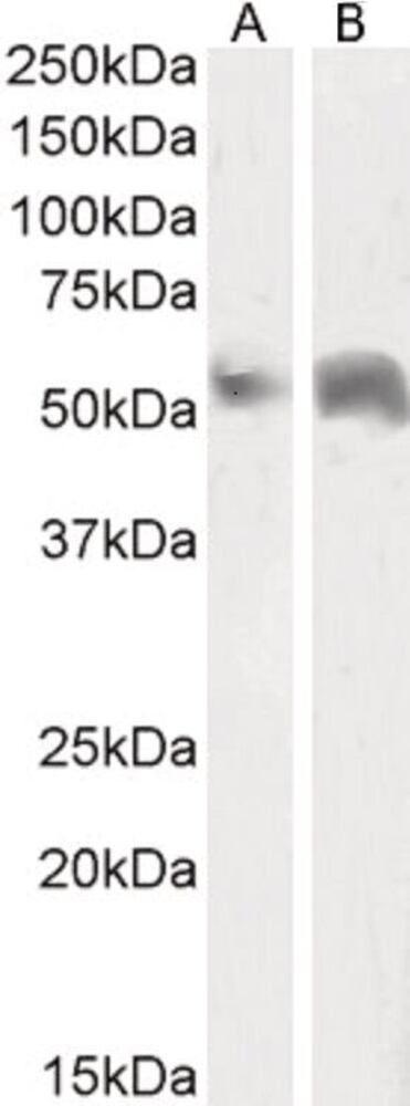 3E38.1, Antibodies.Com