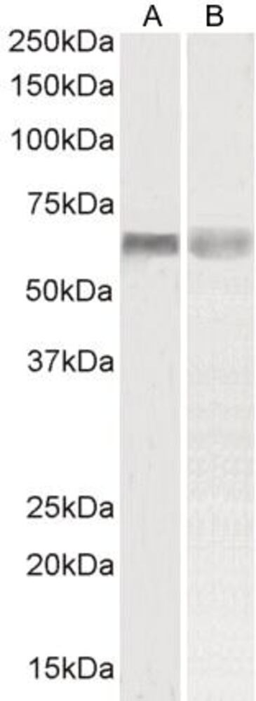 3E39.1, Antibodies.Com