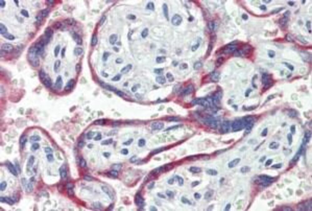 3E3C.1, Antibodies.Com