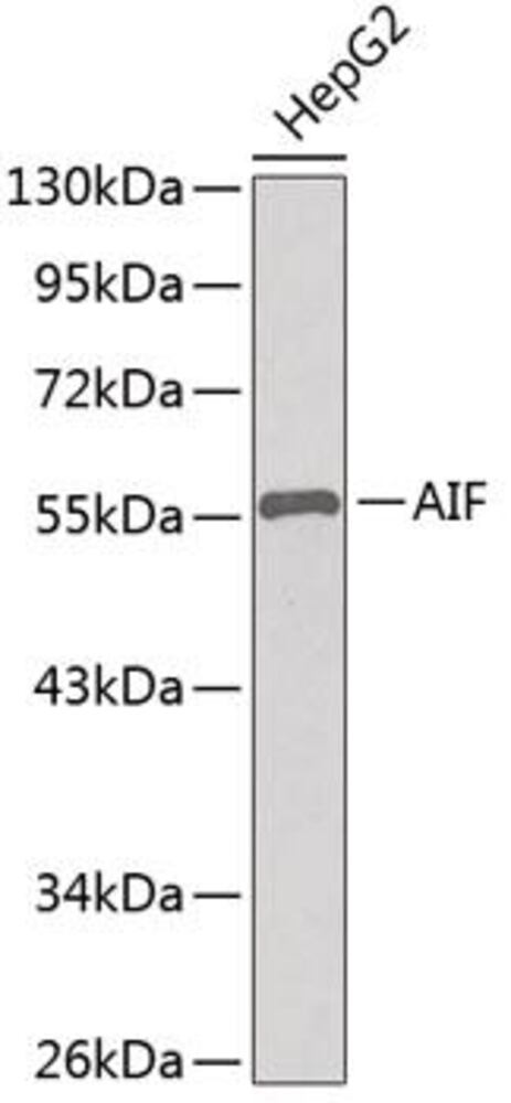 3E3E.1, Antibodies.Com