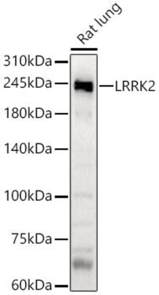 3E3H.1, Antibodies.Com