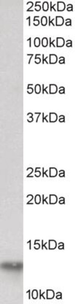 3E3K.1, Antibodies.Com
