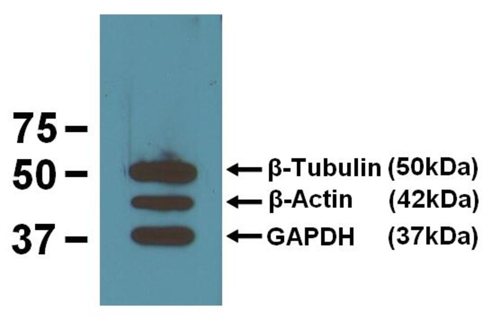 3E3L.1, Antibodies.Com