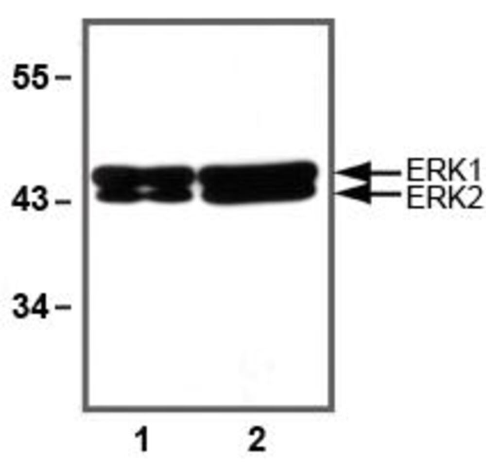 3E3N.2, Antibodies.Com