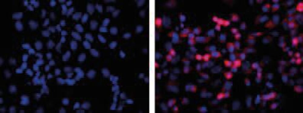 3E3P.1, Antibodies.Com