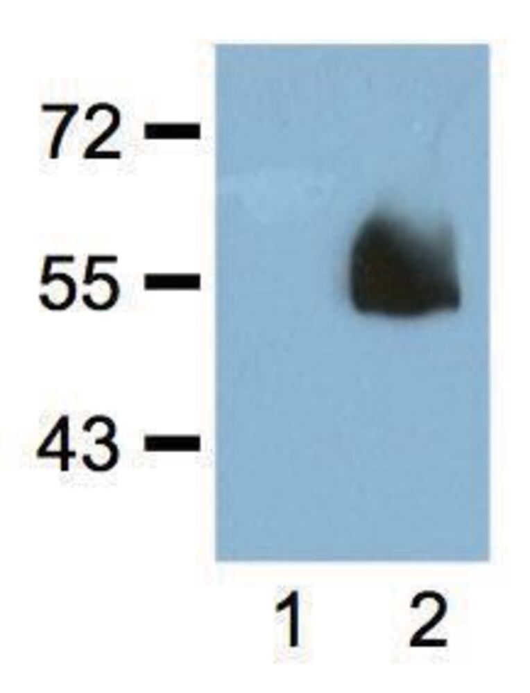 3E3T.1, Antibodies.Com
