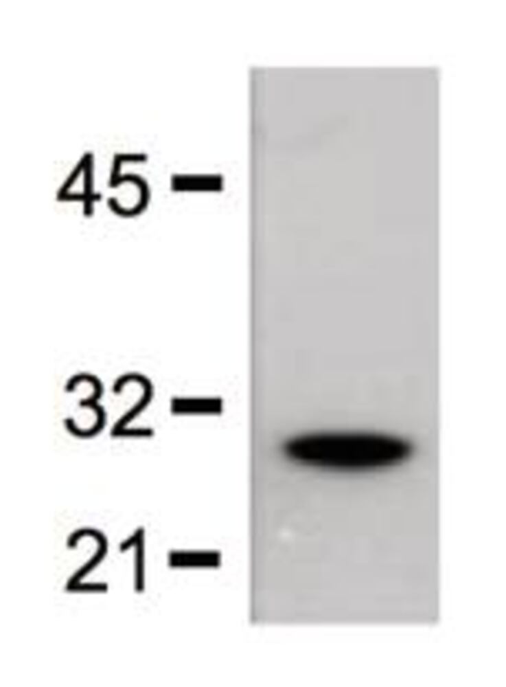 3E3X.2, Antibodies.Com