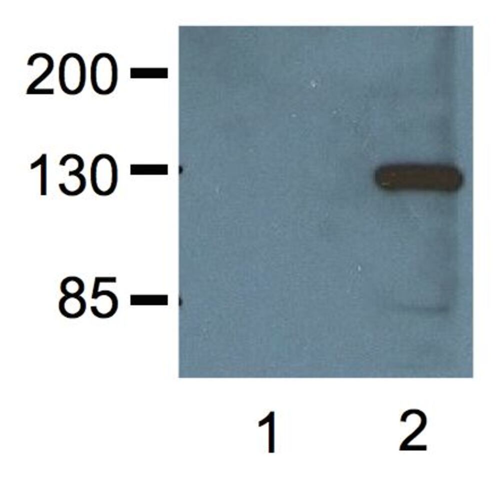 3E3Y.2, Antibodies.Com