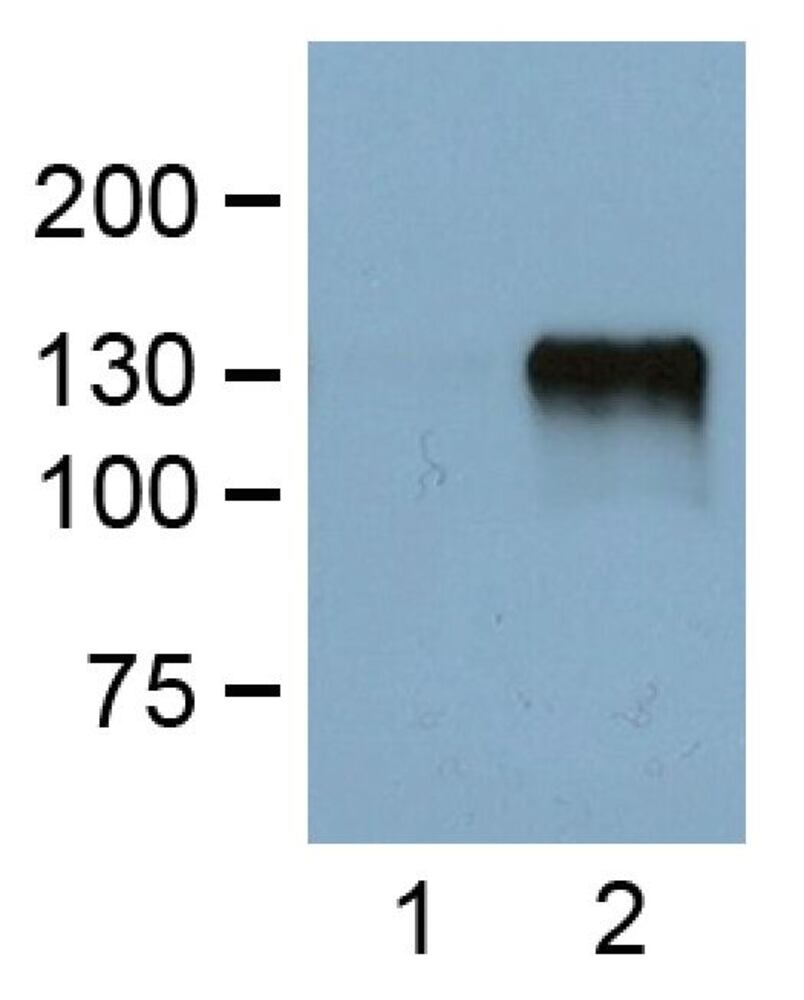 3E40.2, Antibodies.Com
