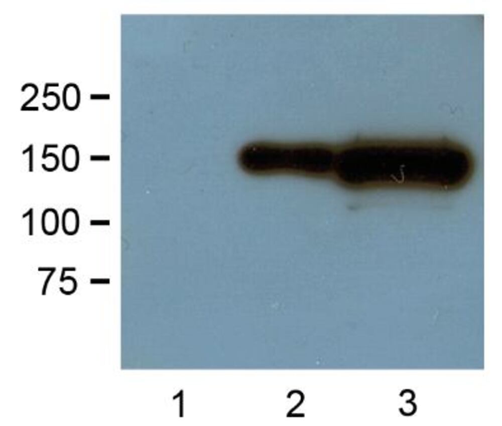 3E41.1, Antibodies.Com