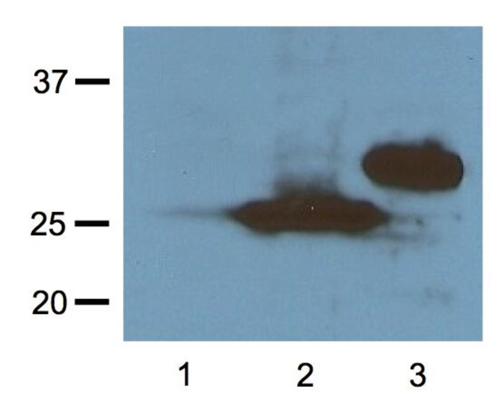 3E42.2, Antibodies.Com
