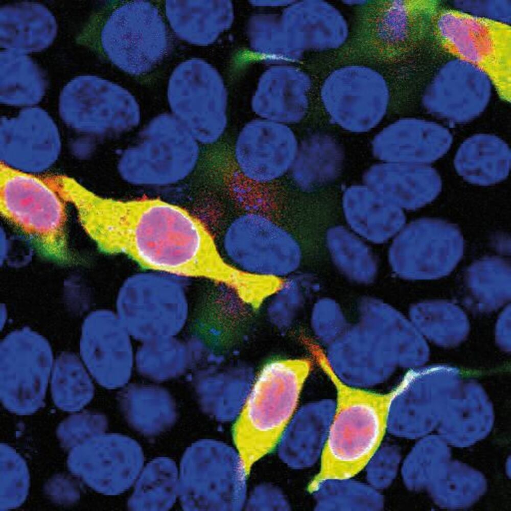 3E46.2, Antibodies.Com