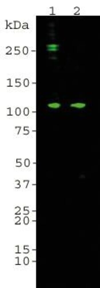 3E4A.1, Antibodies.Com