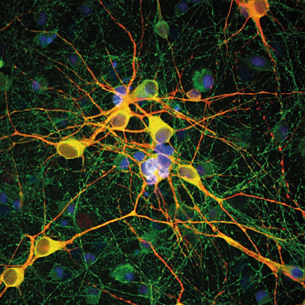 3E4L.2, Antibodies.Com
