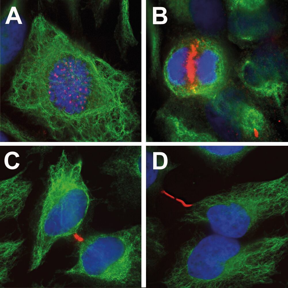 3E4Y.1, Antibodies.Com