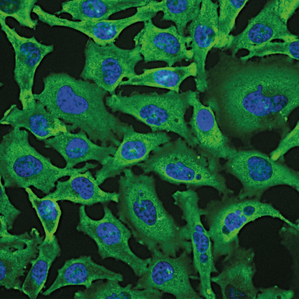 3E50.2, Antibodies.Com