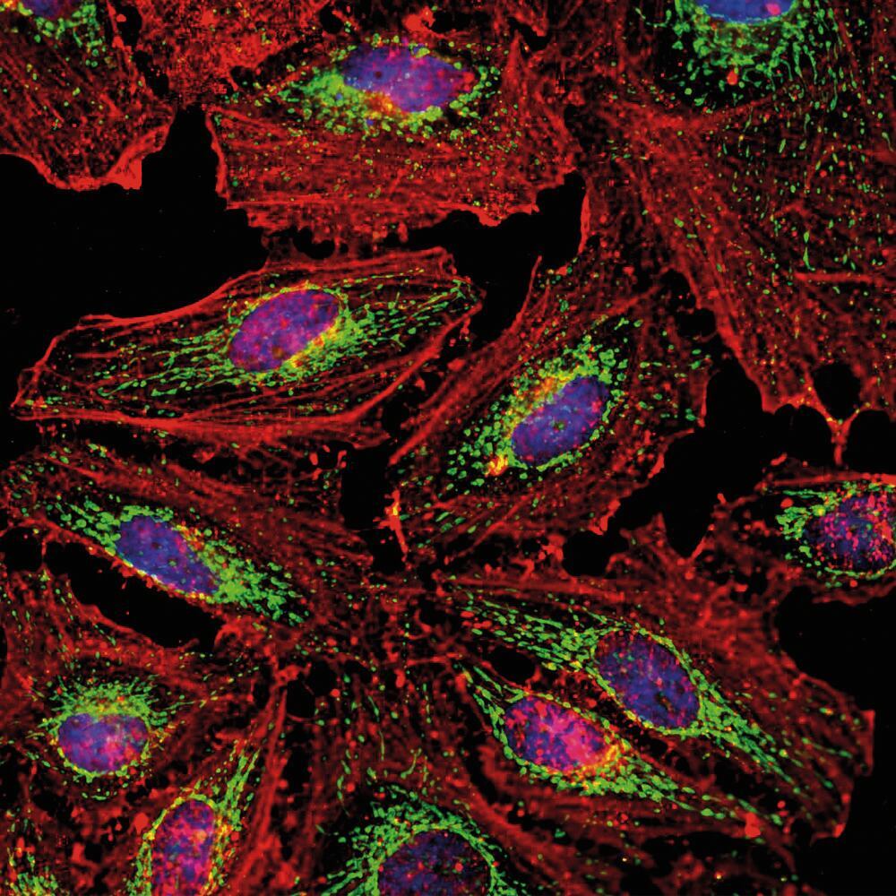 3E5L.2, Antibodies.Com