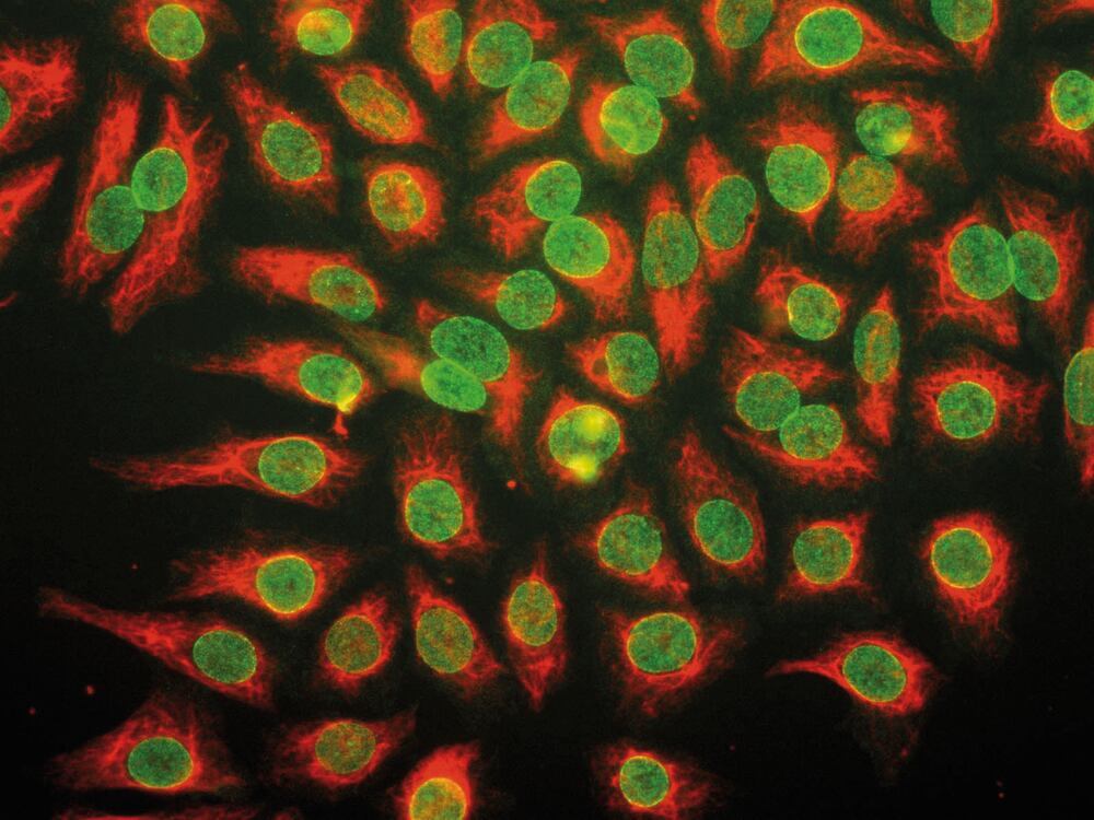 Anti-Nuclear Pore Complex Proteins Antibody [39C7], 250 µl