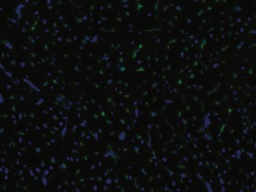 3E60.1, Antibodies.Com