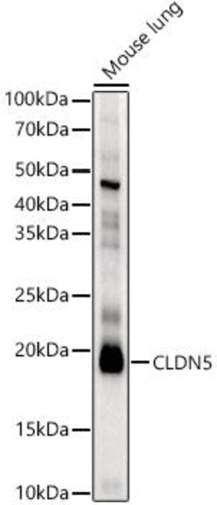 3E61.1, Antibodies.Com
