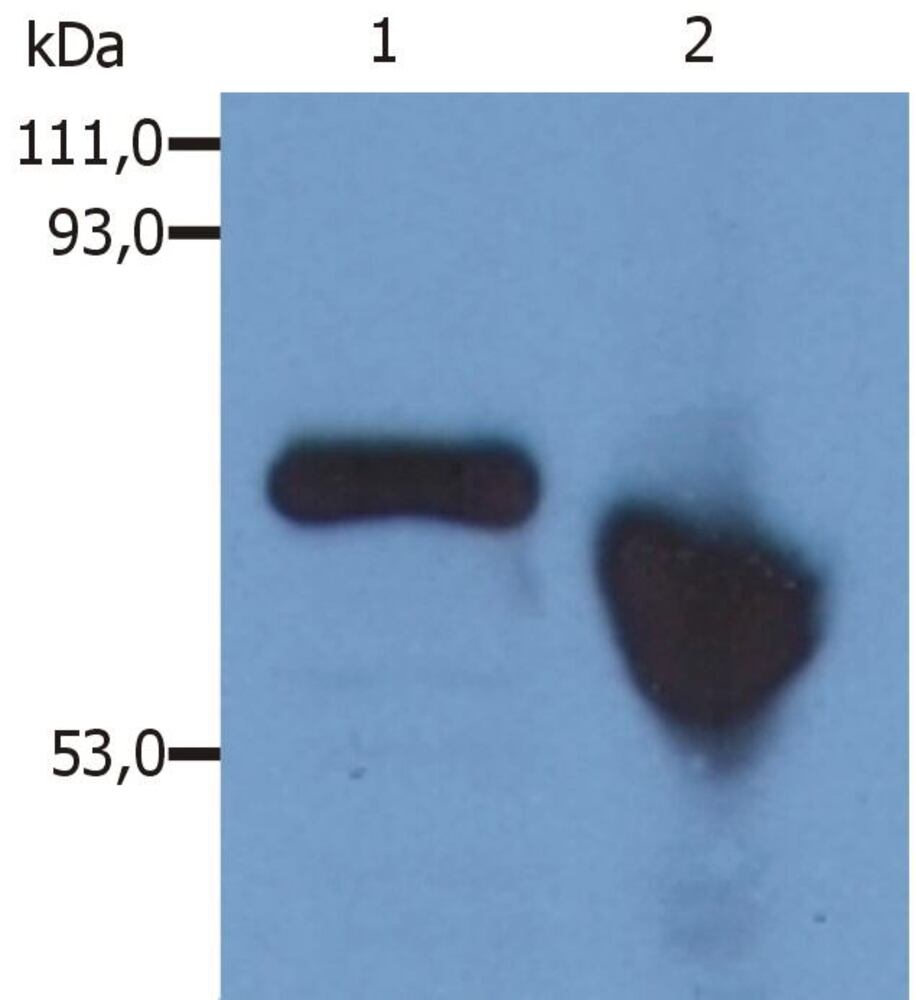 3E63.1, Antibodies.Com
