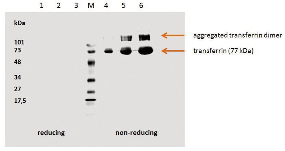 3E66.1, Antibodies.Com