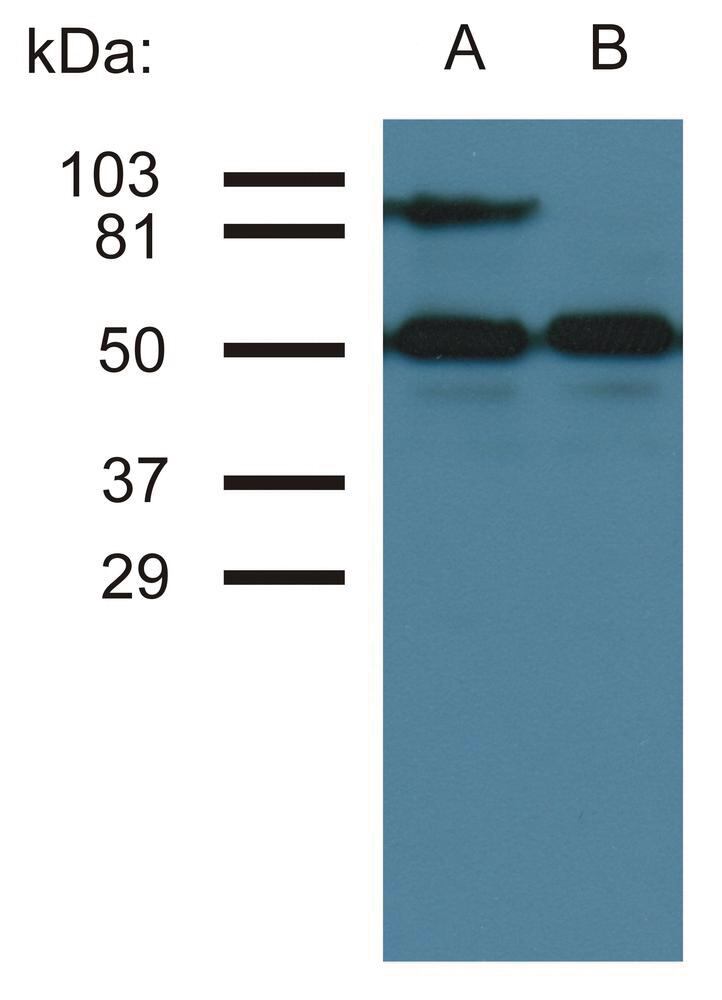 3E69.1, Antibodies.Com