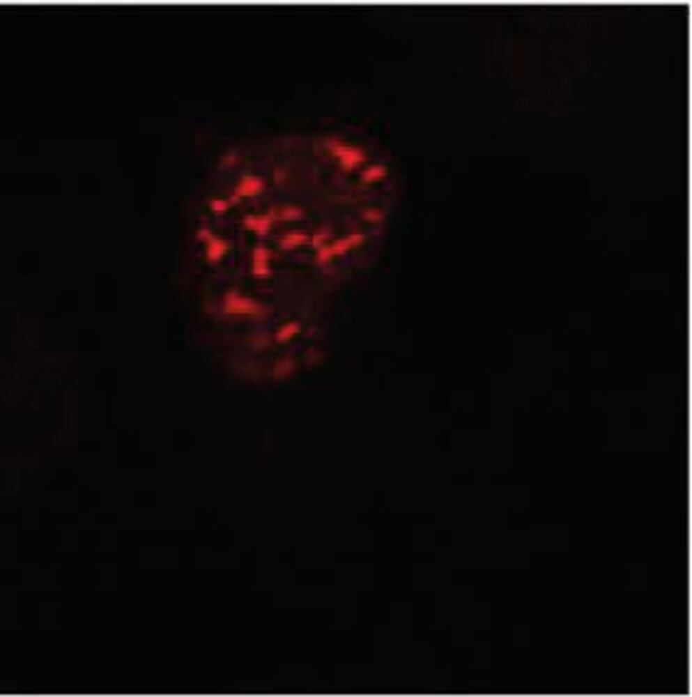 3E6N.1, Antibodies.Com