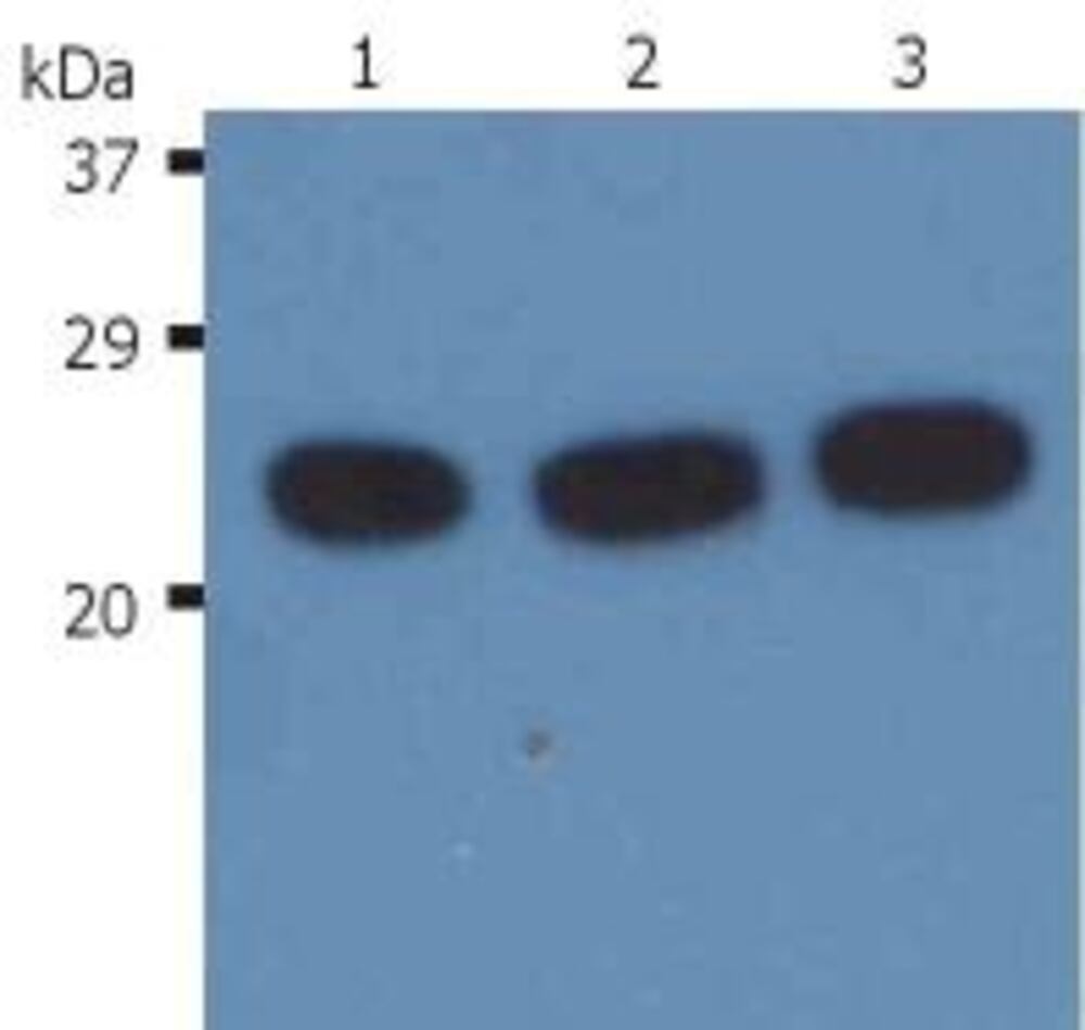 3E6Y.1, Antibodies.Com