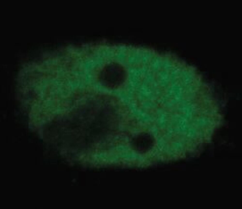 3E70.1, Antibodies.Com