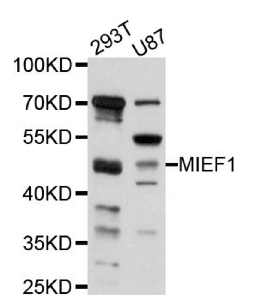 3E71.1, Antibodies.Com