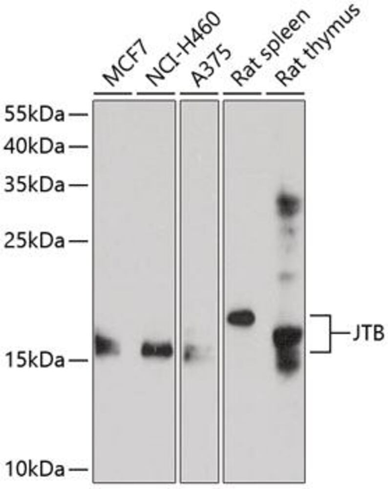 3E77.1, Antibodies.Com