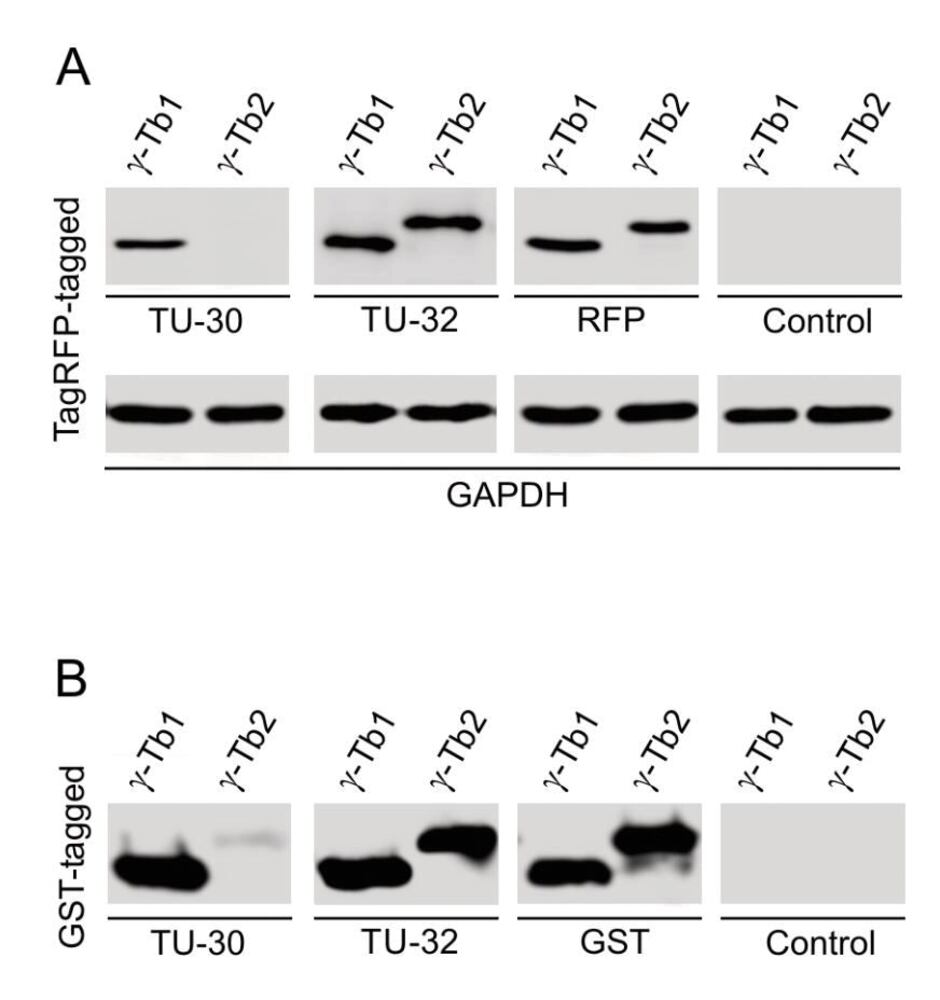 3E79.1, Antibodies.Com