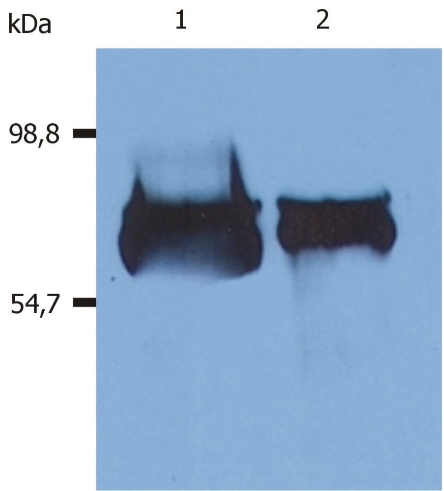 3E7A.1, Antibodies.Com
