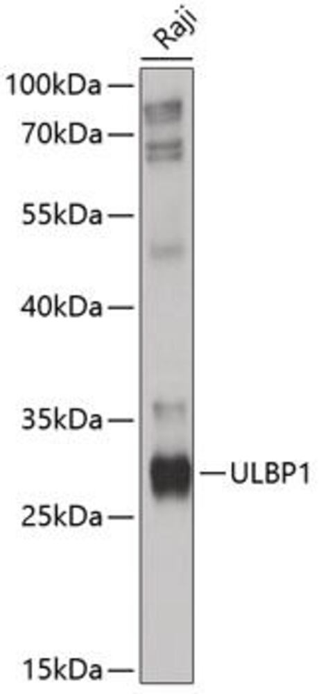 3E7H.1, Antibodies.Com