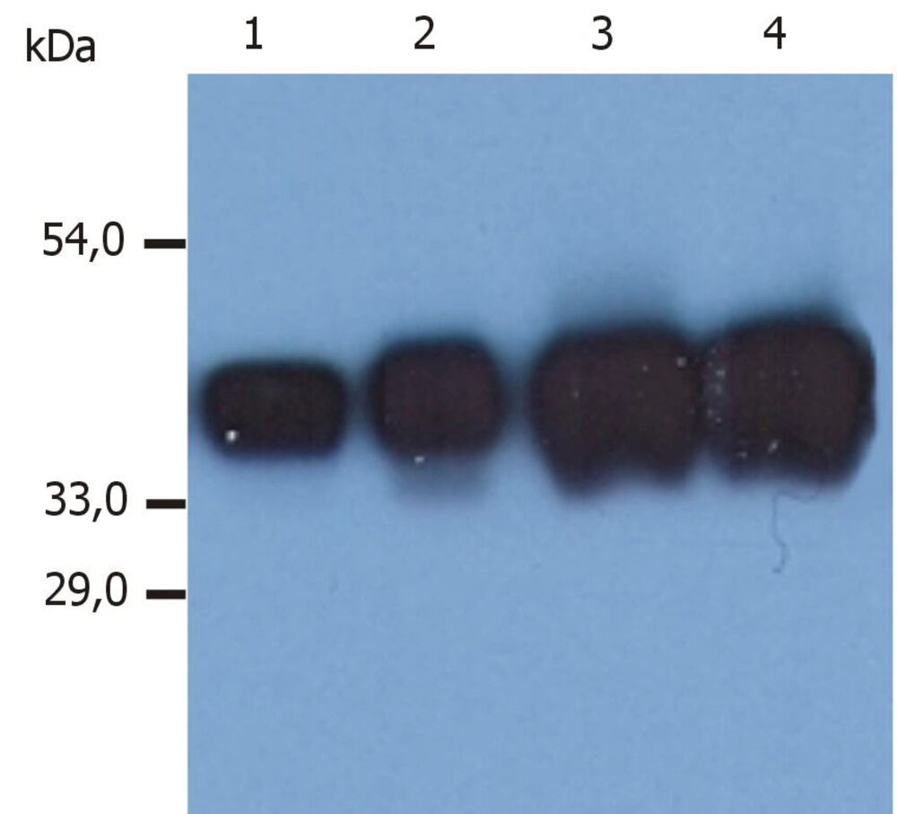 3E7N.1, Antibodies.Com