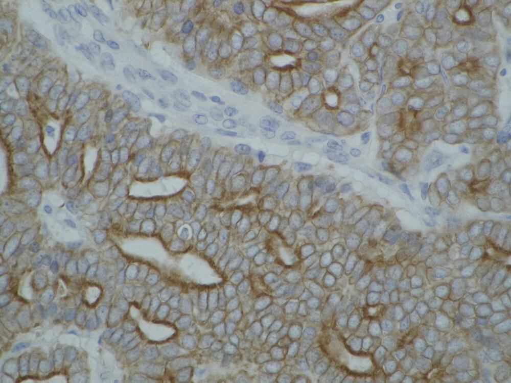 3E80.1, Antibodies.Com