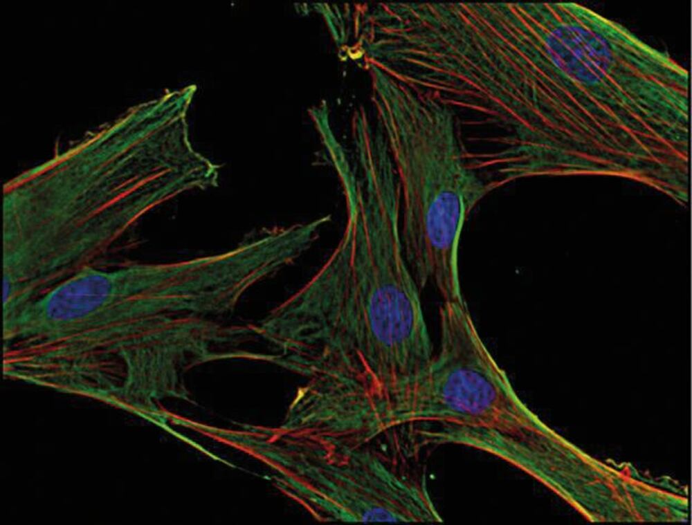 3E8E.1, Antibodies.Com