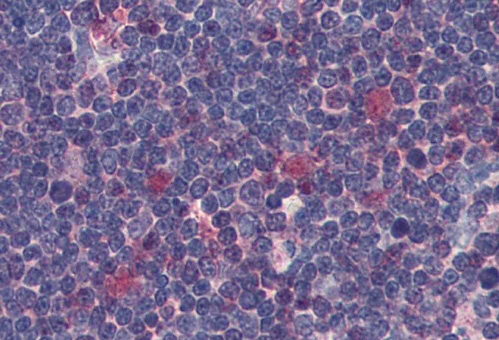 3E8H.1, Antibodies.Com