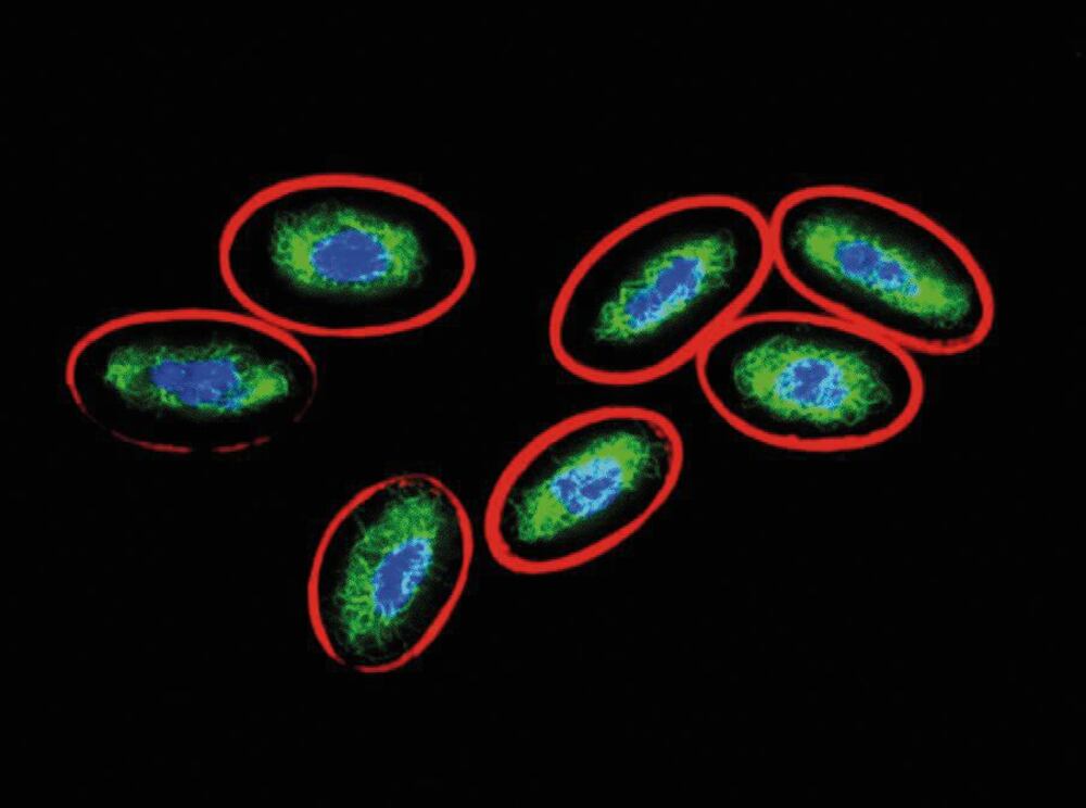 3E8K.1, Antibodies.Com