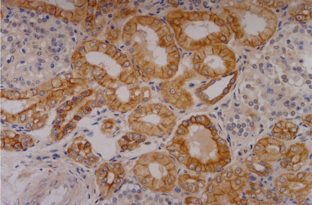 3E8N.1, Antibodies.Com