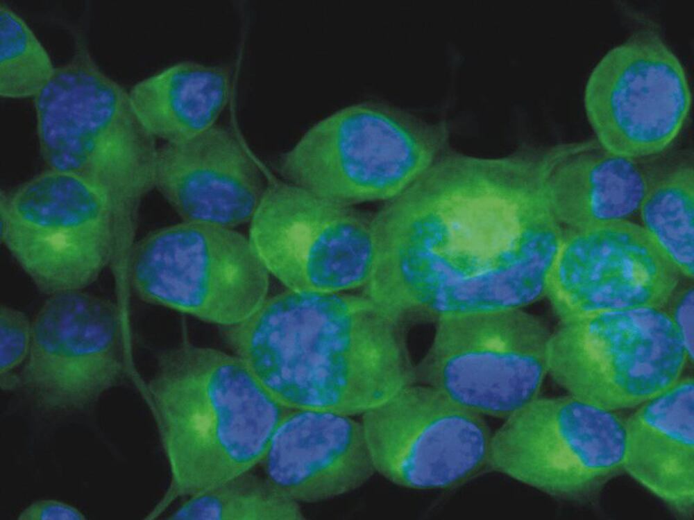3E8P.1, Antibodies.Com