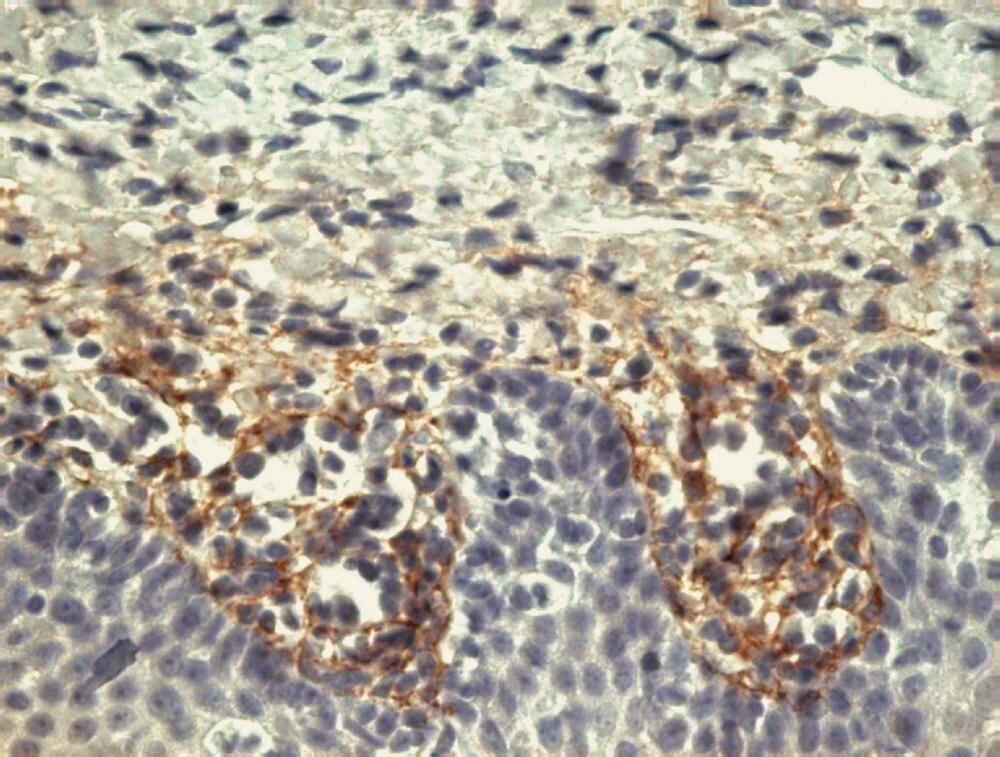 3E93.1, Antibodies.Com