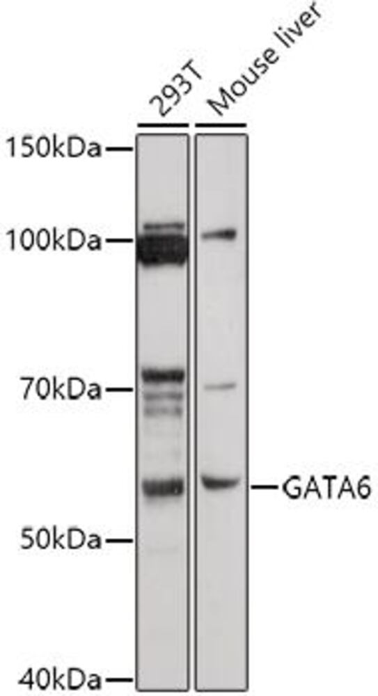 3E99.1, Antibodies.Com