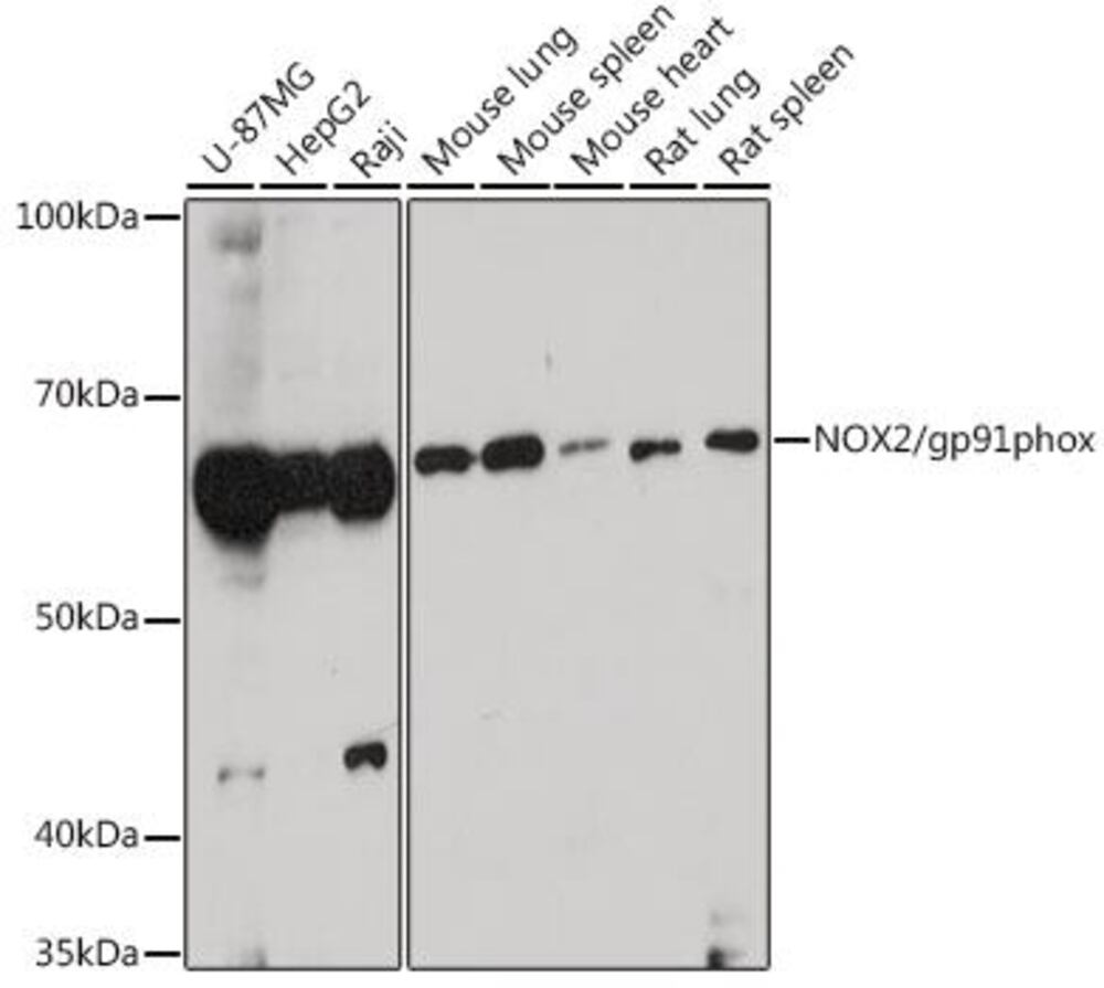 3E9A.1, Antibodies.Com