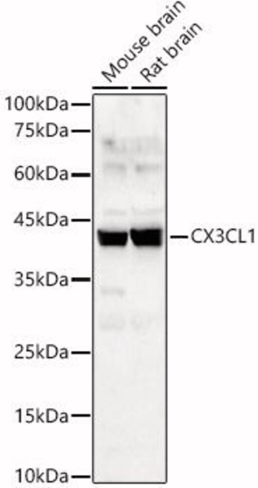 Anti-CX3CL1 Antibody