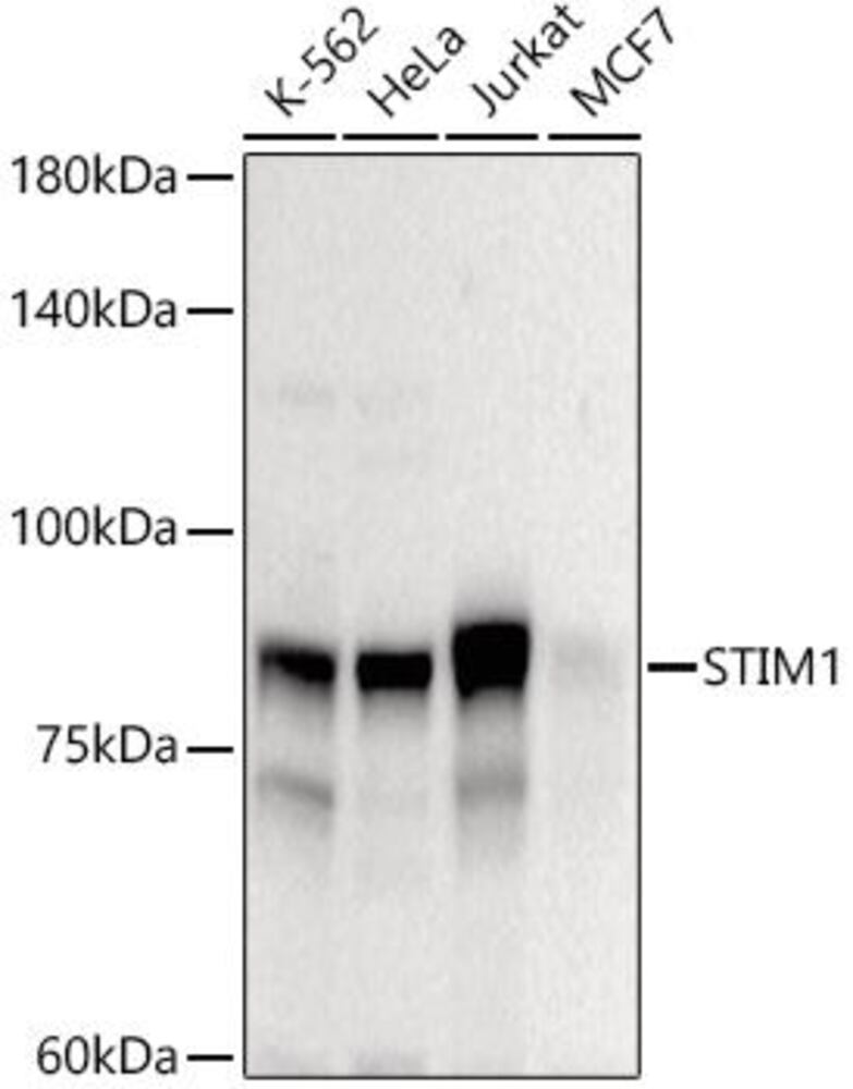 3E9E.1, Antibodies.Com
